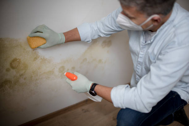 Best Mold Removal Process  in Rpinteria, CA