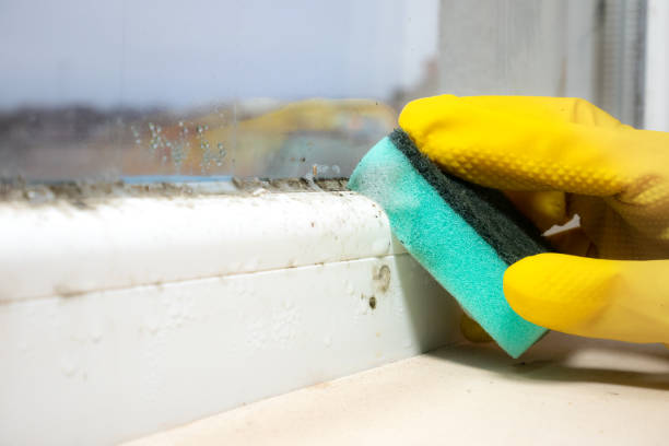 Best Mold Damage Repair  in Rpinteria, CA