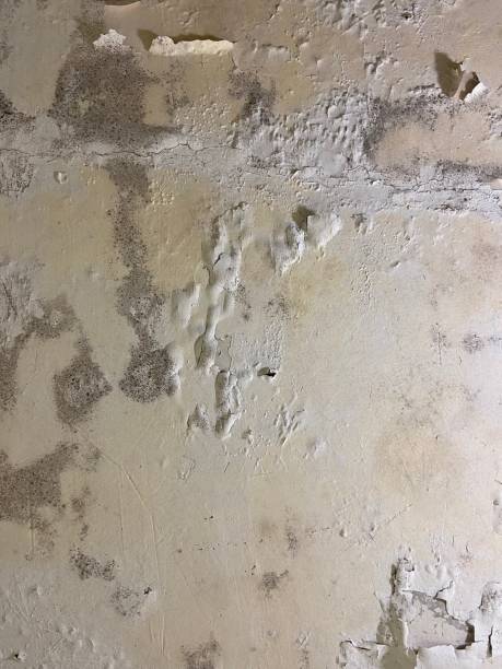 Best Emergency Mold Removal  in Rpinteria, CA