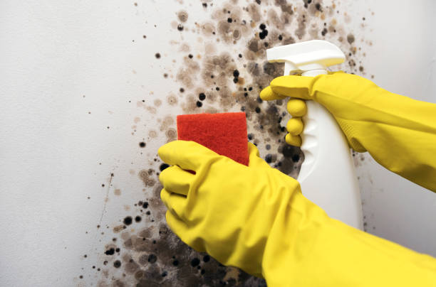 Home Mold Removal in Carpinteria, CA
