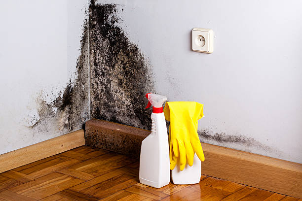 Trusted Carpinteria, CA Mold Removal Experts